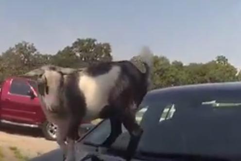 Goat Jumps Atop Oklahoma Police Cruiser. Credit - Blanchard Police Department via Storyful