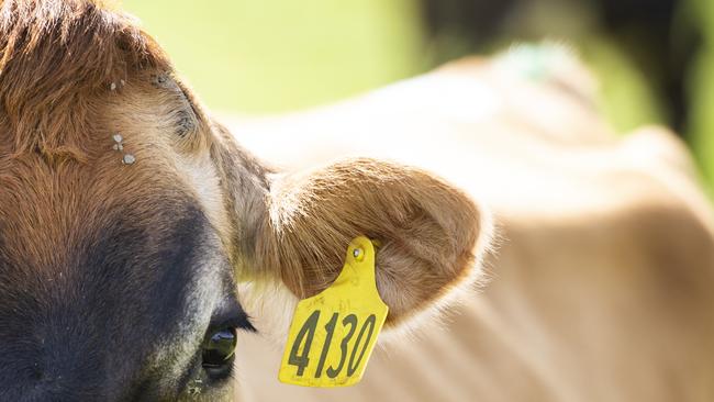 The Australian Dairy Plan, released this week, will be put to a vote next year. PHOTOGRAPHER: ZOE PHILLIPS