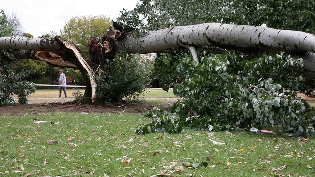 The white poplar tree, pictured after it split in two at Tusmore Park, had previously dropped a similar-sized branch, according to neighbours. Picture: AAP/Emma Brasier