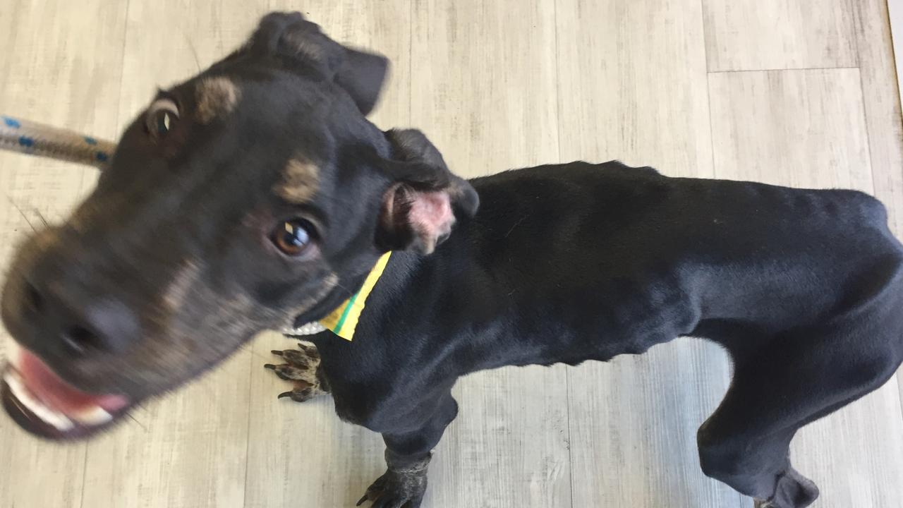 Great Dane cross Munster was in an "appalling" condition when the RSPCA seized him from owners Matthew Thomas Willington and Theresa Louise Delaney. He was "skinny as a rake" and suffering from hookworm.