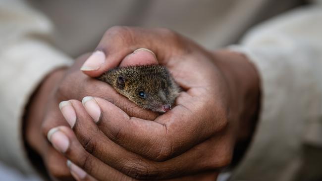 They die before their first birthdays. Picture: Supplied/Jeremy Tscharke