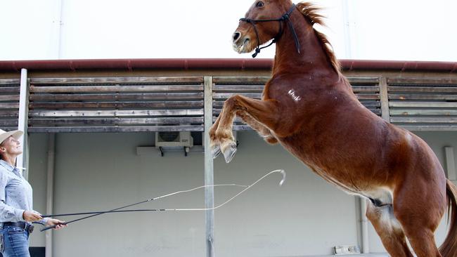 Equine manager Heidi Mackay with Bandit at the Australian Outback Spectacular in Oxenford. Picture: Tertius Pickard