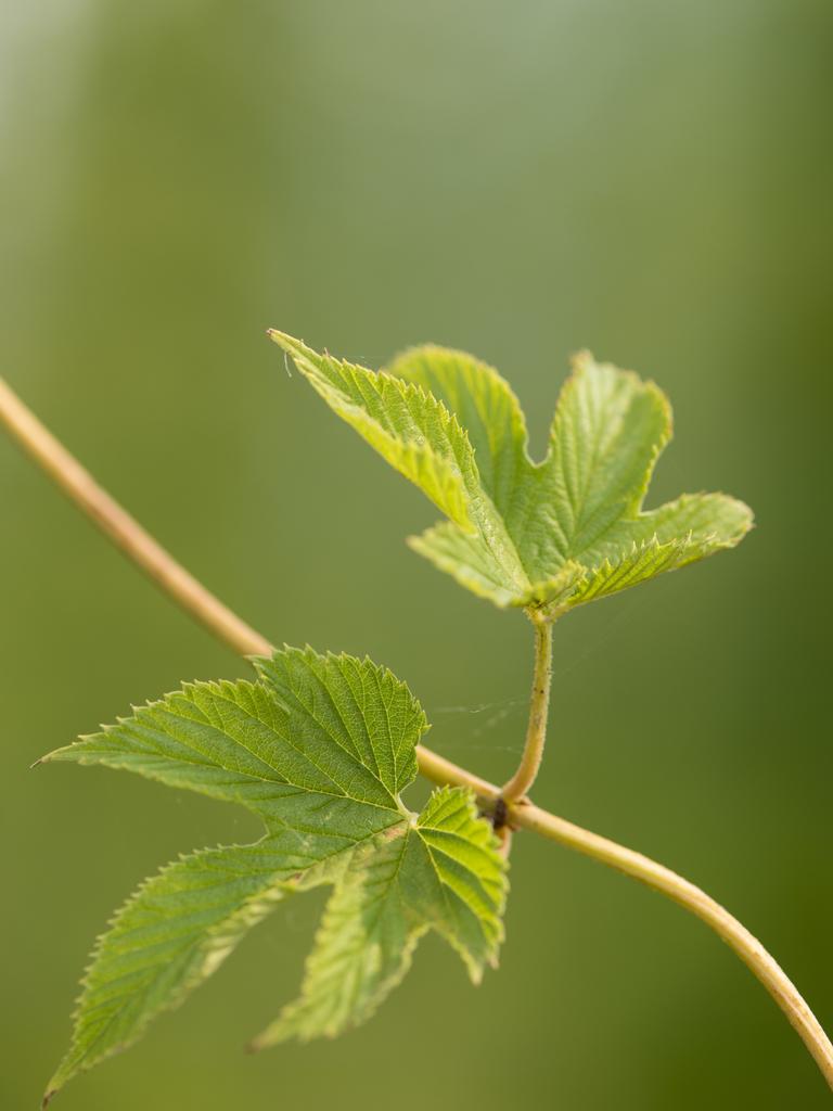 A hops bine. Picture: Zoe Phillips