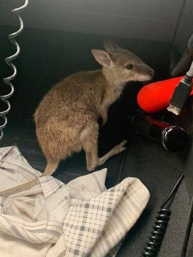 The young wallaby joey.