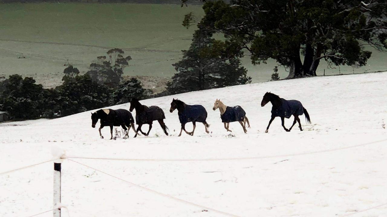 Snow in Tasmania. Horses  explore the snow at Marion Bay Picture: MARY PAVICICH