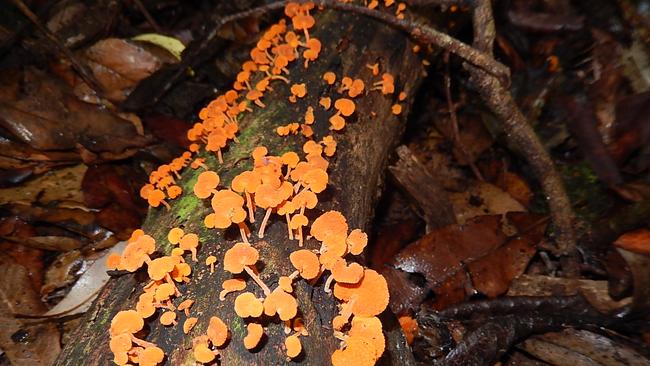 Bob Fairless snapped these tiny fungi beside the Toolona Creek circuit at Binna Burra during a hike.