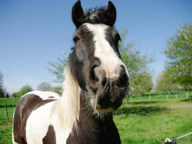 Piebald. Brown spotted horse in a summer meadow