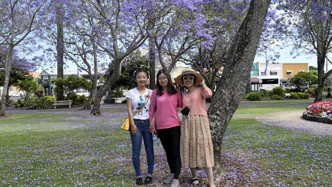 Chinese engineering students Rui Yang, Chun-Lin Zhou, Qinqin Guo, travelled up from Newcastle to experience the Jacaranda Festival for the first time and were in awe of the floral trees. Picture: Lesley Apps