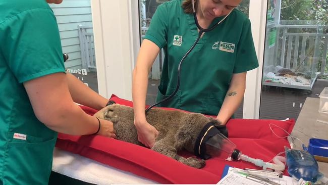 Roberto, a koala rescued from the Tallebudgera area after vehicle strikes