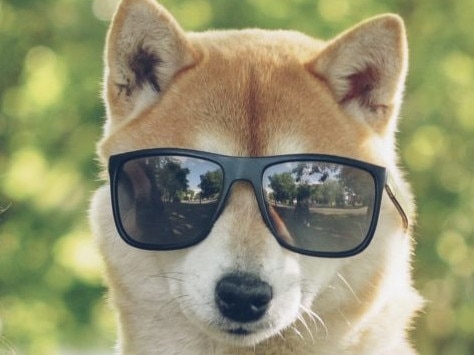 The future might be so bright for Dogecoin that it has to wear shades. Picture: Getty Images