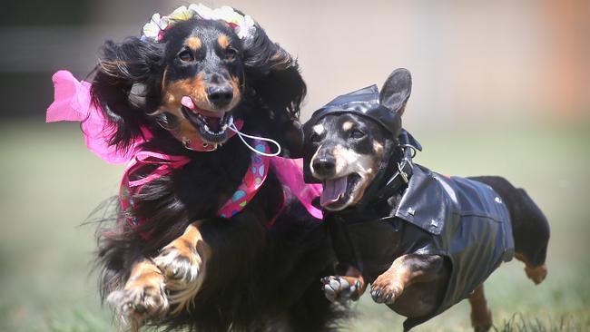 Look at their tiny legs go! The Inverleigh Dachshund Derby is one of the best doggo days out in the country. Picture: Glenn Ferguson