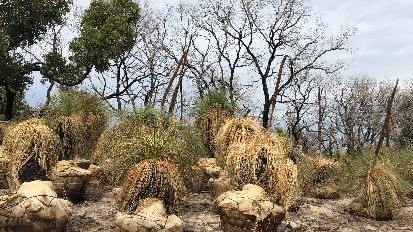 Grantville locals fight to save ancient tress. Picture: Meryl Tobin