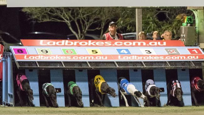 Greyhound racing will be banned from next July after a Special Commission of Inquiry found evidence of systemic animal cruelty, including mass greyhound killings and live baiting. Picture: Getty Images