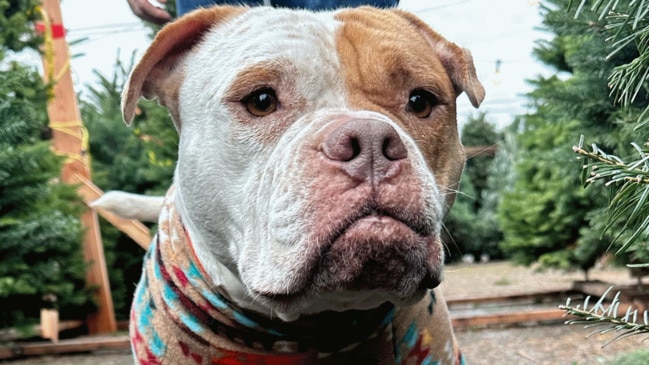 Shelter dog had the best reaction after he’s adopted