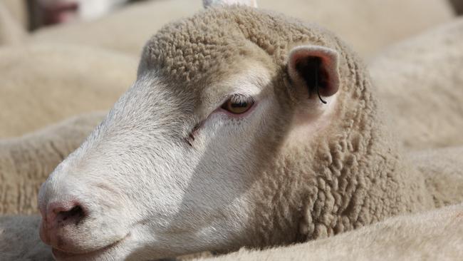 Casterton sheep sale draws top prices