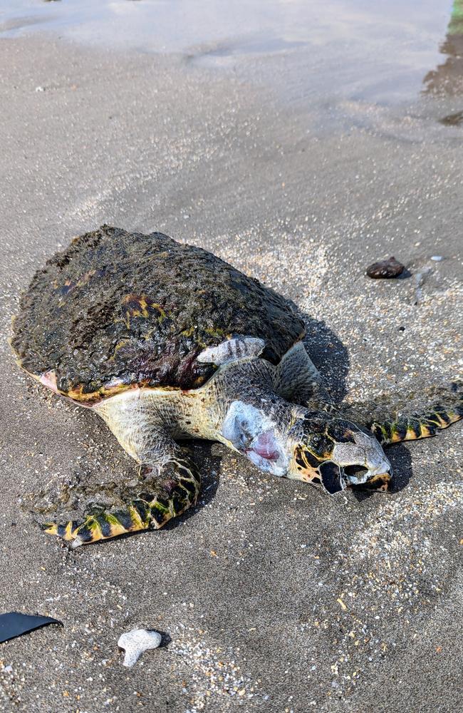 When Aussie man Philip Major saw a photo of this dead turtle, among learning about how bad Bali’s waste problem is, he had to do something about it. Picture: Philip Major