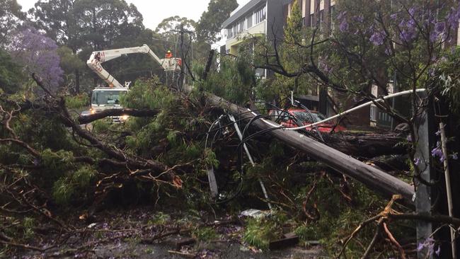 A Jacaranda tree brought down powerlines in McCabe Place in Chatswood.