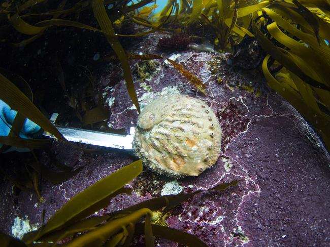 A day in the life of abalone diver James Polanowski. Picture: STUART GIBSON