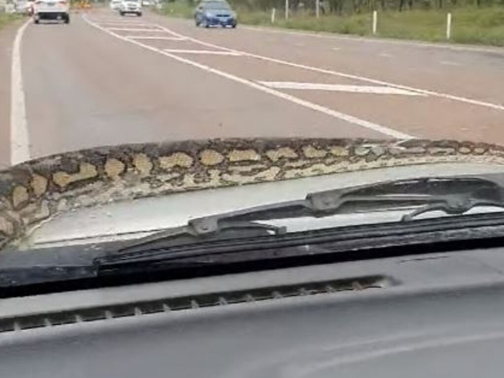 The python makes its way across the bonnet to the passenger side window of the vehicle where Ms Hudson is filming. Picture: SuppliedMs Hudson believes the snake was about 3m long.