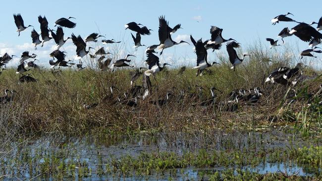 Ibis in the Gayini wetlands, near Balranald, NSW. Picture: Harro / UNSW / Nari Nari Tribal Council