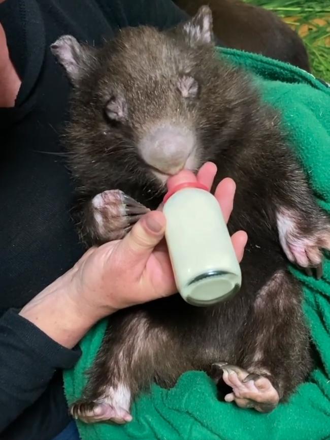 Yolanda Vermaak feeding a wombat. Picture: Wombat Rescue Facebook Page.