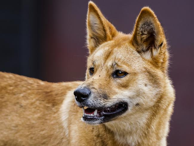 SYDNEY, AUSTRALIA - APRIL 06: A dingo looks on from it's new habitat on April 06, 2023 in Sydney, Australia. Nura Diya Australia features 23 unique and iconic Aussie species. It allows visitors to stroll amongst Kangaroos, come paw-to-paw with Dingo pups and walk within the tree canopy to see Koalas up close, the zoo says. These animals are some of the oldest and most rare wildlife and found nowhere else on earth. (Photo by Jenny Evans/Getty Images)