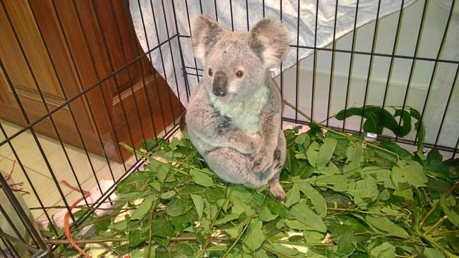 SOUTHSIDE SALLY: The female Koala rescued from the corner of Glastonbury Rd last month. Picture: Contributed