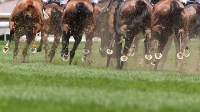 Rockhampton’s Capricornia Yearling Sale will be under the spotlight on Saturday. Photo: istock