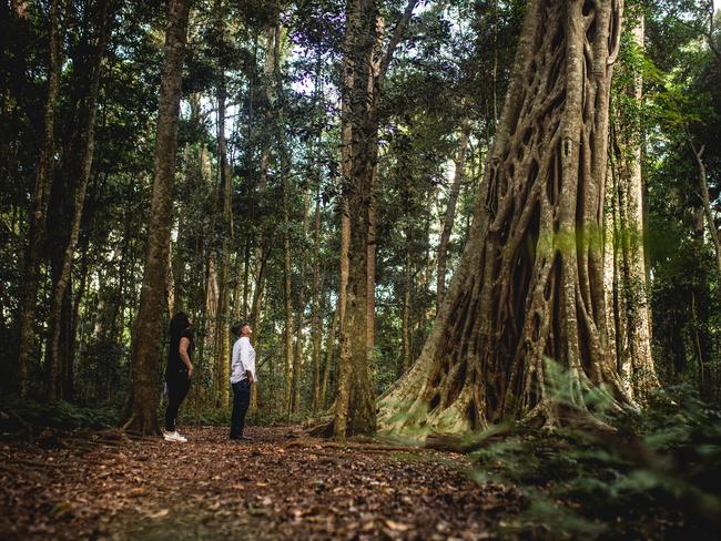 Bunya Mountains National Park. Journalists Bruce McMahon and Jess Wilson.