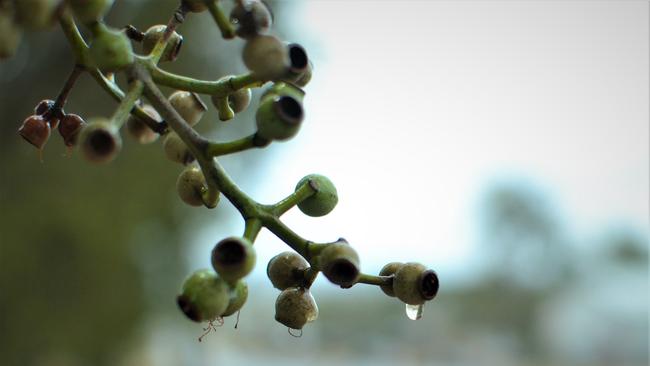 WET WEEKEND: Warwick’s wet and windy conditions last weekend are set to return to the region by Saturday. Picture: Bianca Hrovat