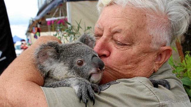 Ipswich Koala Protection Society vice-president Marilyn Spletter with Scarlett the koala. Picture: Marian Faa