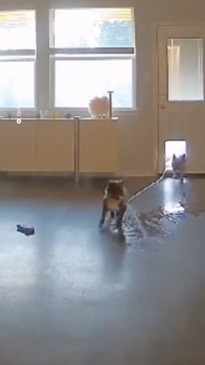 Dogs flood owner's house