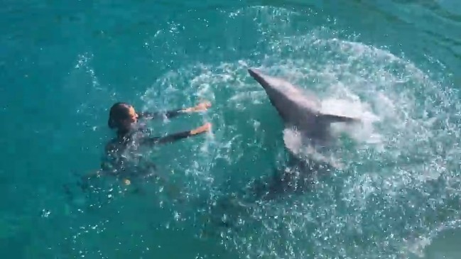 A dolphin plays with a Sea World trainer