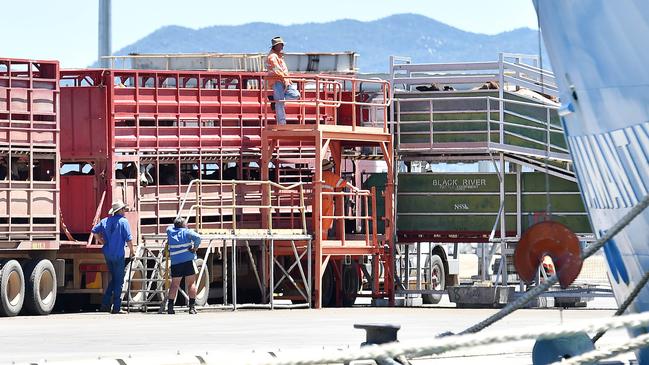 Cattle Export: Cattle are loaded onto a boat at the Port of Townsville.