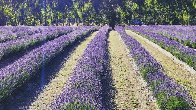 The Hahndorf Lavender Estate has opened its gate to the public for the first time and found unexpected success. Picture: Supplied.