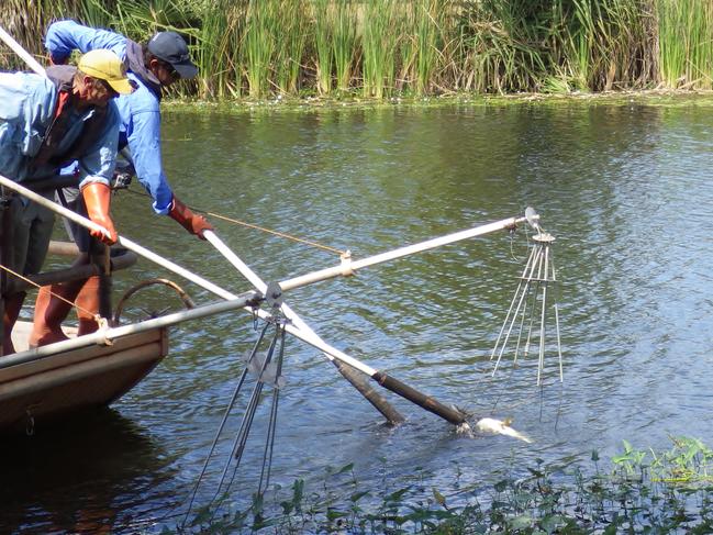 <s1>Electrofishing allows researchers to collect, identify and measure fish with the least harm.</s1>                                             <s1/>