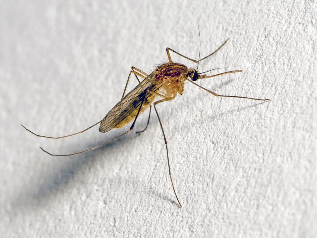 Mosquitos don’t just draw blood but they also spit into us. Picture: iStock