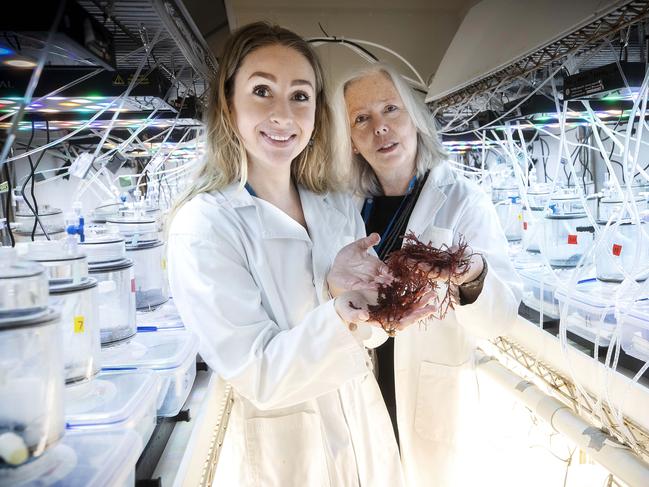 PhD student Ellie Paine and centre head for ecology and bio industries IMAS UTAS Associate professor Catriona Macleod with their ocean acidification system. Picture: Chris Kidd