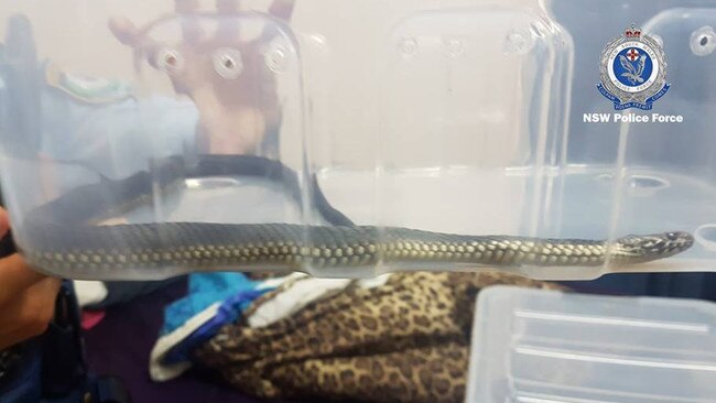 The snakes were found to have no water and in cold small enclosures.