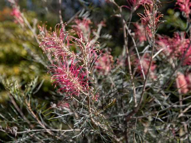 COPYRIGHT WARNING for Moreton Life ONLY. Phone Kylie Knight 3480 8226. CREEC Community Nursery manager Warwick Hill. Story on growing native plants to attract animals to the garden.