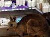 Roo-d shock for airport travellers