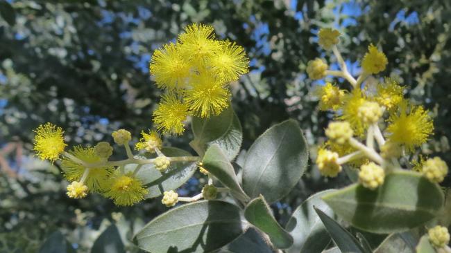 Flowering wattle is a certain sign of spring.