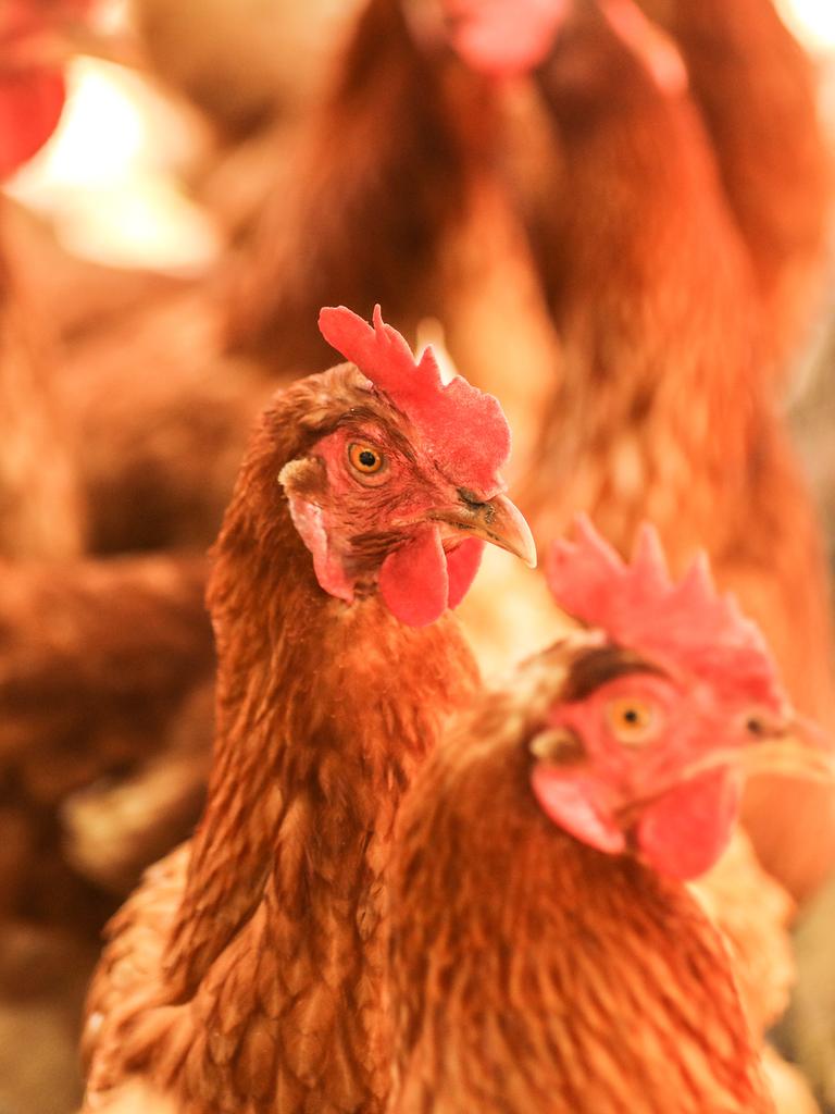 Sentinel Chickens have been doing their bit for the nation, alerting the NT public of mosquito-borne diseases for 30-years. Picture: Glenn Campbell