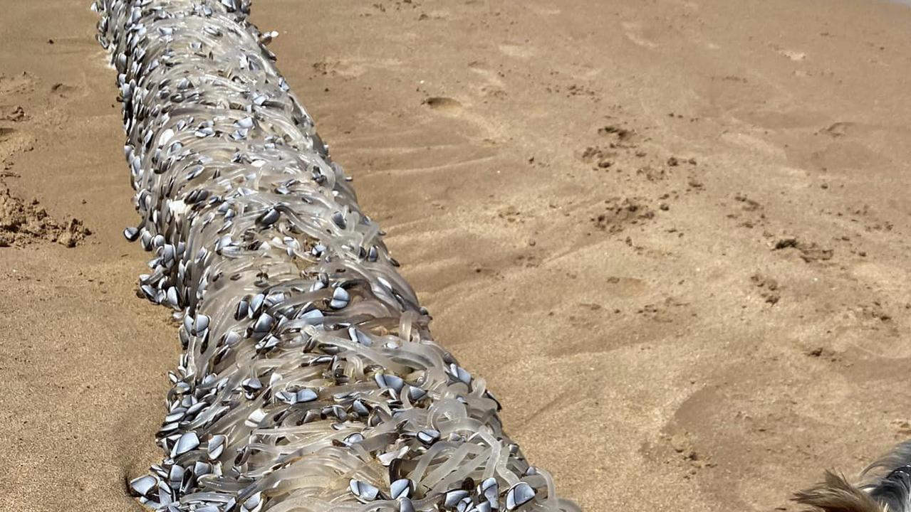 Insane discovery on Aussie beach