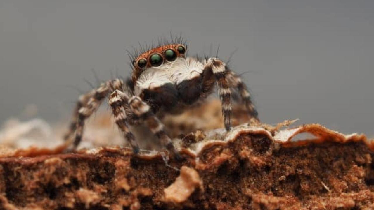 Three new spider species discovered in alpine Australia during Bush Blitz  expedition - ABC News