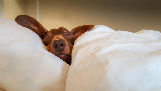 Dachshund snuggled up and asleep under duvet cover in human bed.