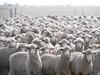 Wool price hike gives hope for winter selling