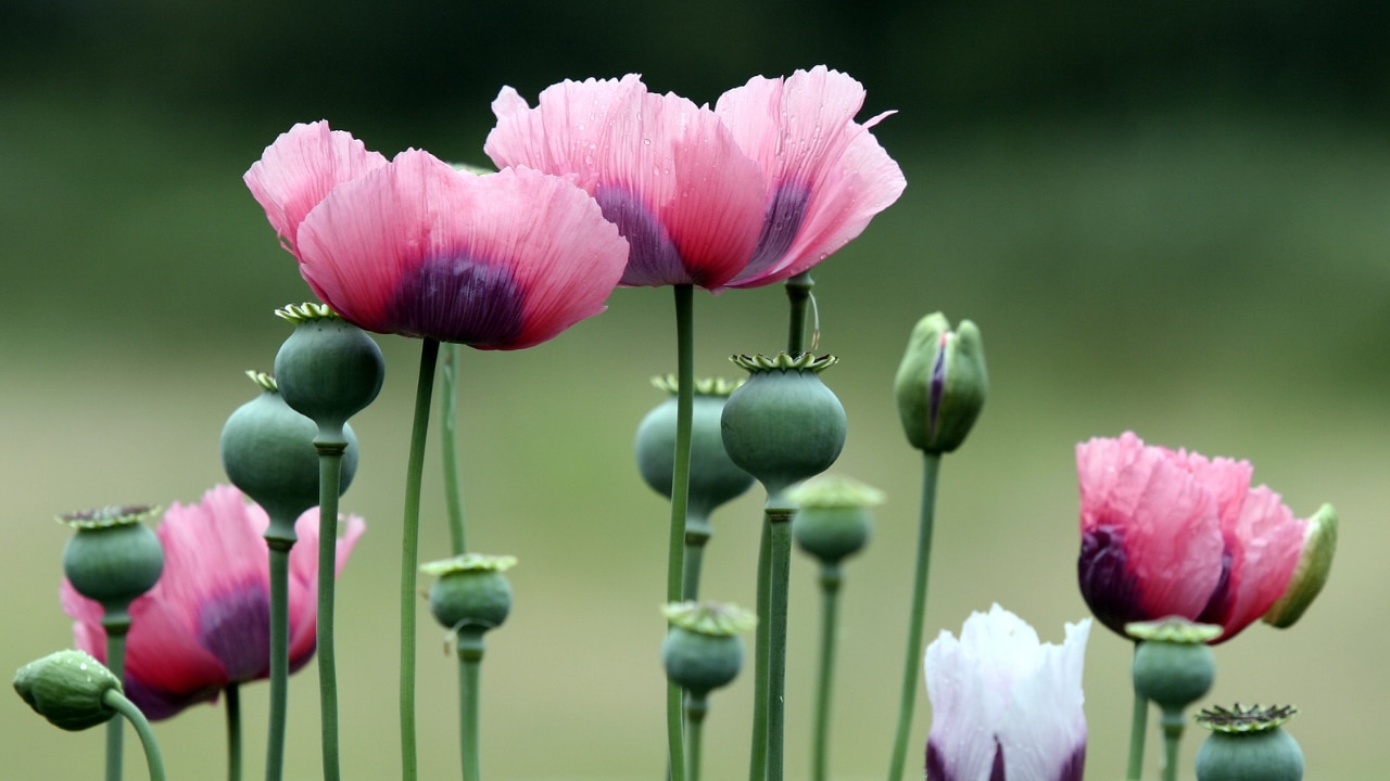 Major public health alert on the dangers of taking too many poppy seeds ...