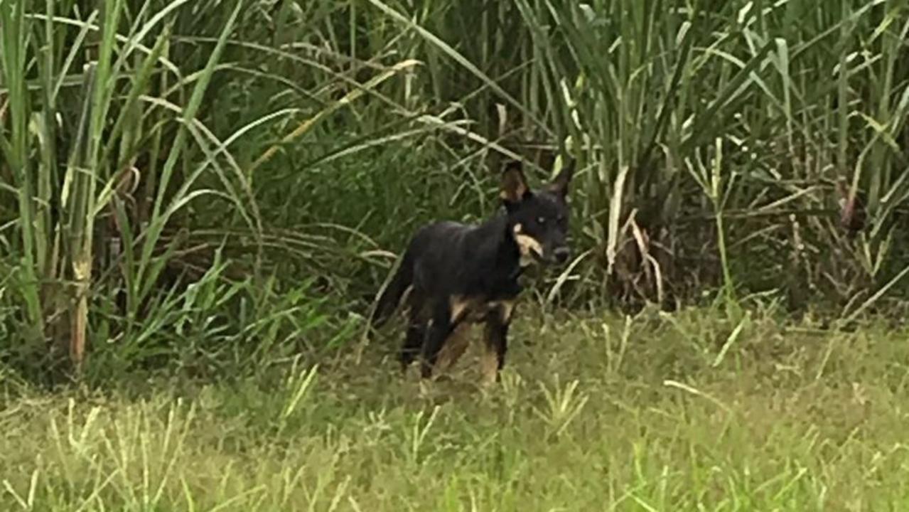 Mossman pets: Residents urged to stop feeding wild dingo | The Cairns Post