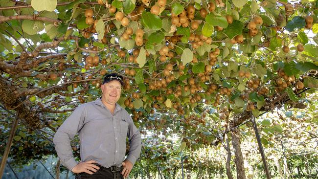 Seeka Orchards Jonathan Van Popering. The Bunbartha orchards are currently cropped to kiwifruit (109ha), pears (7ha) and 14ha of newly planted jujubes (a cross between apples and nashi pears), with 28ha suitable to further development. Picture: Zoe Phillips